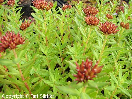 Rhodiola wallichiana, himalajanruusujuuri